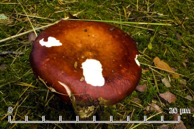 Una Russula speciale